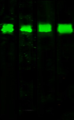 Sino Biological Human P4HB PAb 100ul (Sino Biological), Quantity: Each