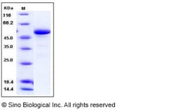 Sino Biological Human 14-3-3 epsilon / YWHAE Protein (GST Tag) 100ug, Quantity: