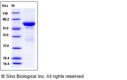 Sino Biological Human 14-3-3 tau / 14-3-3 theta / YWHAQ Protein (GST Tag)