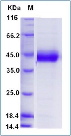 Sino Biological Recombinant Human MFGE8 Protein (His & AVI Tag), Biotinylated,