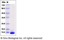 Sino Biological Recombinant Human CXCL11 Protein, Quantity: Each of 1