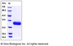 Sino Biological Recombinant Human CXCL1 Protein (His & SUMO Tag), Quantity: