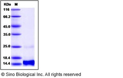 Sino Biological Recombinant Human BRAK/CXCL14 Protein, Quantity: Each of