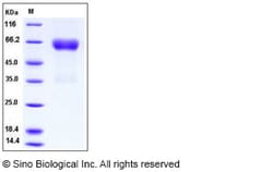 Sino Biological Human Ephrin-B2 / EFNB2 Protein (His & Fc Tag) 100ug, Quantity: