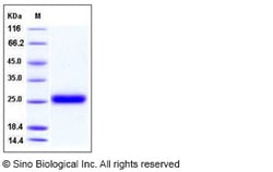 Sino Biological Recombinant Human Ephrin-A1 Protein (His Tag), Quantity: