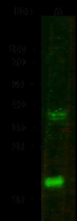 Sino Biological CXCL9 / MIG Antibody, Rabbit PAb, Antigen Affinity Purified