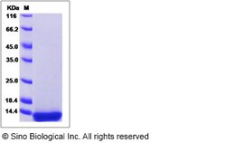 Sino Biological Human Histone H4 / HIST2H4A Protein 100ug, Quantity: Each