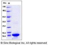 Sino Biological Human HIST3H2A / Histone H2A Protein 100ug, Quantity: Each