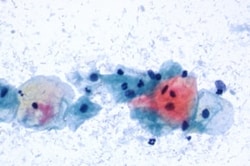MilliporeSigma Papanicolaou′s Solution