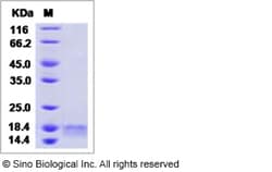 Sino Biological Human GDF-15 / GDF15 Protein (His Tag) (Mature Form) 100ug,