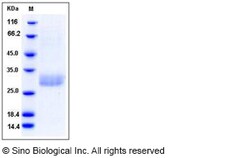 Sino Biological Recombinant Human C1QB Protein (His Tag), Quantity: Each