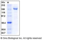 Sino Biological Recombinant Human alpha-2-macroglobulin Protein (His Tag),