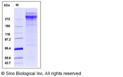 Sino Biological Human vWF Protein (His Tag) 100ug, Quantity: Each of 1