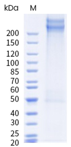 Sino Biological&nbsp;Recombinant Human Von Willebrand Factor/vWF Protein (His & AVI Tag), Avi-tag Biotinylated, HPLC-verified 20