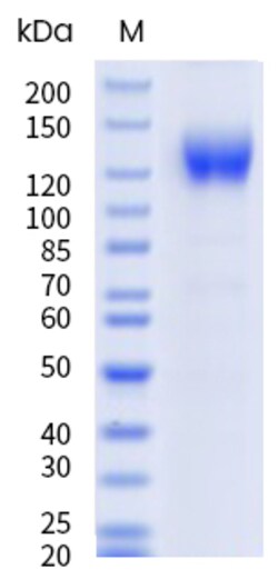 Sino Biological&nbsp;Recombinant Human gp130/IL6ST Protein (hFc & AVI Tag), Avi-tag Biotinylated, HPLC-verified 100