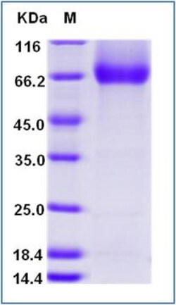 Sino Biological Human CD127 / IL-7RA Protein (Fc Tag) 100ug, Quantity: