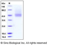 Sino Biological Recombinant Human IL-7R alpha/CD127 Protein (ECD, His Tag),