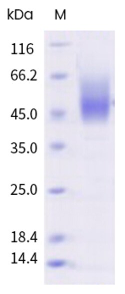 Sino Biological Human IL7R alpha / CD127 Protein (ECD, His & AVI Tag),