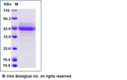 Sino Biological Recombinant Human CD3 epsilon/CD3e Protein (ECD, hFc Tag),