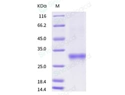 Sino Biological Recombinant Human CD8 alpha Protein (ECD, His Tag), Amine-Labeled
