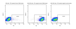 Sino Biological&nbsp;Recombinant Human CD8 alpha Protein (PE site-specific conjugation, His Tag) 100