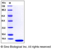 Sino Biological Human S100A13 Protein 100ug, Quantity: Each of 1