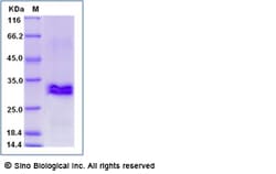 Sino Biological Recombinant Human CRISP3 Protein (His Tag), Quantity: Each