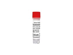iXCells Biotechnologies Human Pulmonary Artery Endothe, Quantity: Each