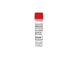 iXCells Biotechnologies&nbsp;Human Brain Microvascular Endo