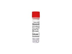 iXCells Biotechnologies&nbsp;Human Epidermal Melanocytesdar