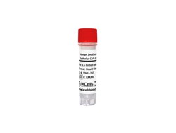 iXCells Biotechnologies Human Small Intestine Epitheli, Quantity: Each
