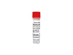 iXCells Biotechnologies Mouse Epidermal Keratinocytes, Quantity: Each of