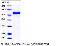 Sino Biological Human CCNA1 / Cyclin-A1 Protein (His Tag) 100ug, Quantity: