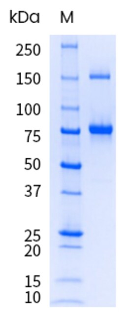Sino Biological&nbsp;Recombinant Human Transferrin Receptor/TFR1/CD71 Protein (ECD, His Tag), HPLC-verified, Endotoxin-Free