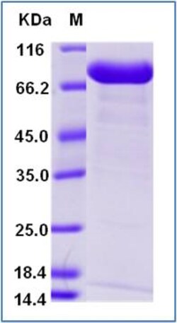 Sino Biological Recombinant Human CD5 Protein (ECD, hFc Tag), HPLC-verified,