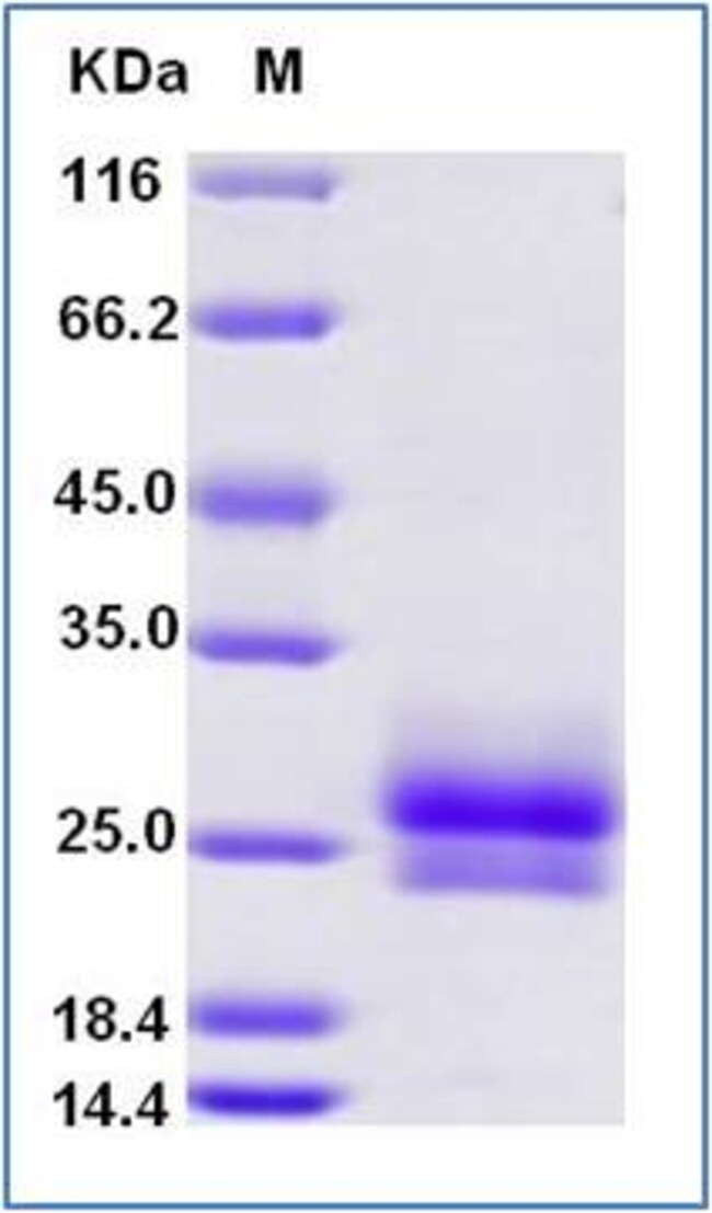 Sino Biological NGF Protein, Human, 20µg, Quantity Each of