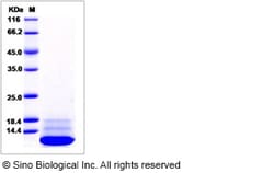 Sino Biological Cynomolgus IL13 Protein 20ug, Quantity: Each of 1