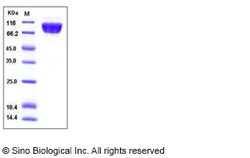 Sino Biological Recombinant Human TrkA Protein (His & hFc Tag), HPLC-verified,