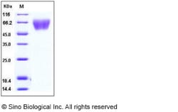 Sino Biological Recombinant Human TrkA Protein (His Tag), HPLC-verified,