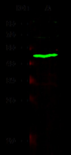 Sino Biological CES3 / Carboxylesterase 3 Antibody, Rabbit MAb 100µL, Quantity: