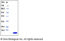 Sino Biological Human S100A12 / CAGC / Calgranulin-C Protein 100ug, Quantity:
