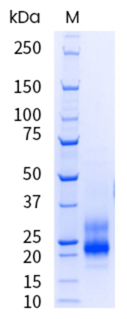 Sino Biological&nbsp;Recombinant Human CD69 Protein (His Tag), Endotoxin-Free