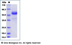 Sino Biological Human CTLA4 / CD152 Protein (Fc Tag) 1mg, Quantity: Each