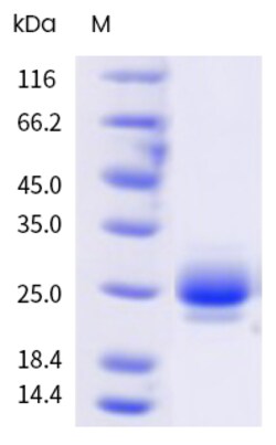 Sino Biological&nbsp;Recombinant Human CTLA-4 Protein (His & AVI Tag), Avi-tag Biotinylated, HPLC-verified 20 µg