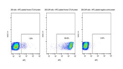 Sino Biological&nbsp;Recombinant Human CTLA-4 Protein (APC site-specific conjugation, His Tag) 100