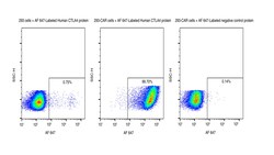 Sino Biological&nbsp;Recombinant Human CTLA-4 Protein (AF 647 site-specific conjugation, His Tag) 25