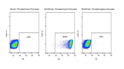 Sino Biological&nbsp;Recombinant Human CTLA-4 Protein (PE site-specific conjugation, His Tag) 100