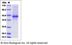 Sino Biological Human FAM19A4 / TAFA4 Protein (Fc Tag) 100ug, Quantity: