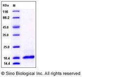 Sino Biological Recombinant Human Phospholipase A2 group IIA/PLA2G2A Protein