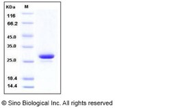 Sino Biological Recombinant Human Nectin-2 Protein (His & AVI Tag), Biotinylated,